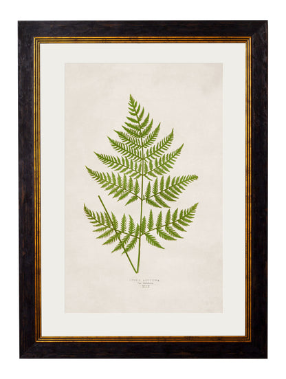 c.1864 Collection of British Ferns styled view – Leya Buster Interiors