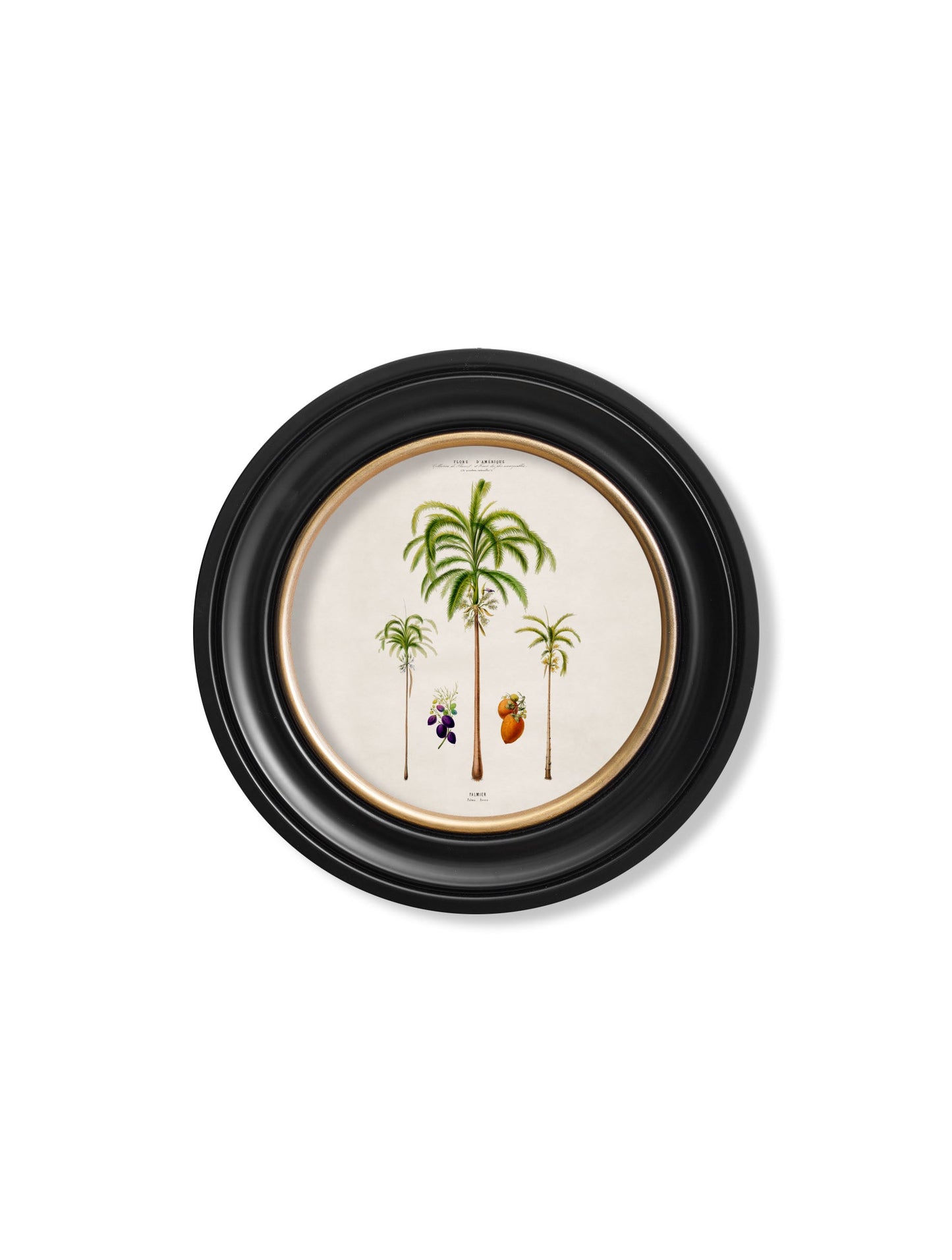 c.1843 Studies of South American Palm Trees in Round Frames styled view – Leya Buster Interiors