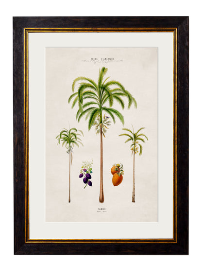c.1843 Studies of South American Palm Trees styled view – Leya Buster Interiors
