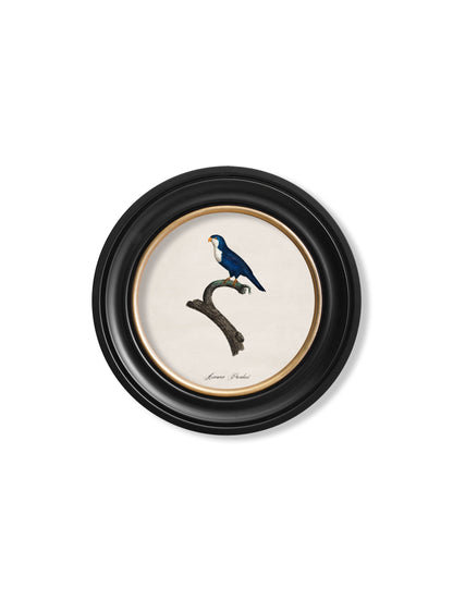 C.1800's Collection of Parrots in Round Frames 1 – framed wall art at Leya Buster Interiors