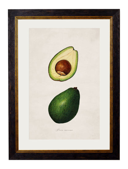 c.1886 Study of Avocados detail – Leya Buster Interiors