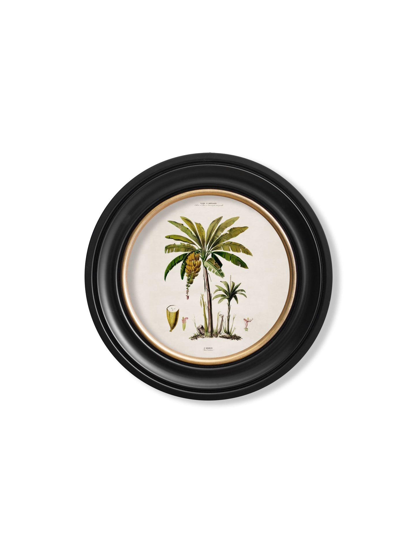 c.1843 Studies of South American Palm Trees in Round Frames styled view – Leya Buster Interiors