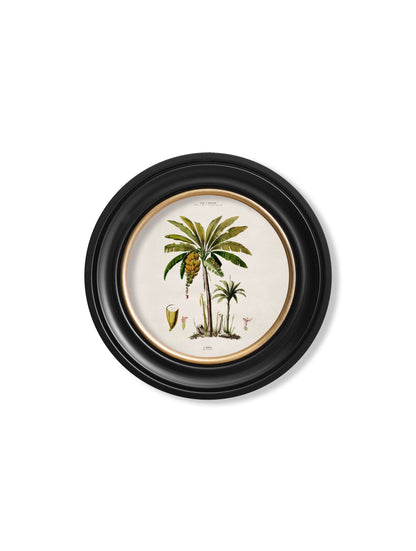 c.1843 Studies of South American Palm Trees in Round Frames styled view – Leya Buster Interiors