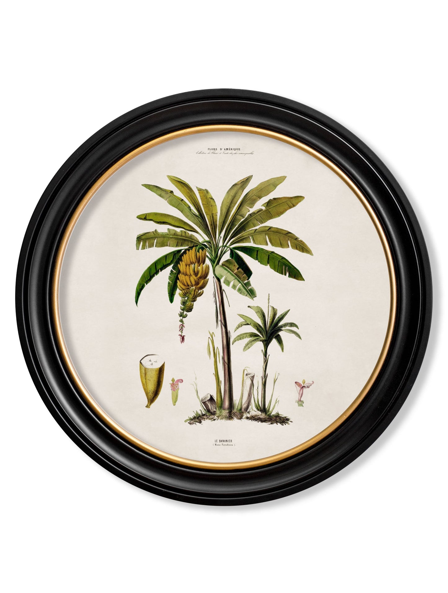 c.1843 Studies of South American Palm Trees in Round Frames styled view – Leya Buster Interiors