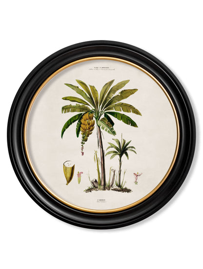 c.1843 Studies of South American Palm Trees in Round Frames styled view – Leya Buster Interiors