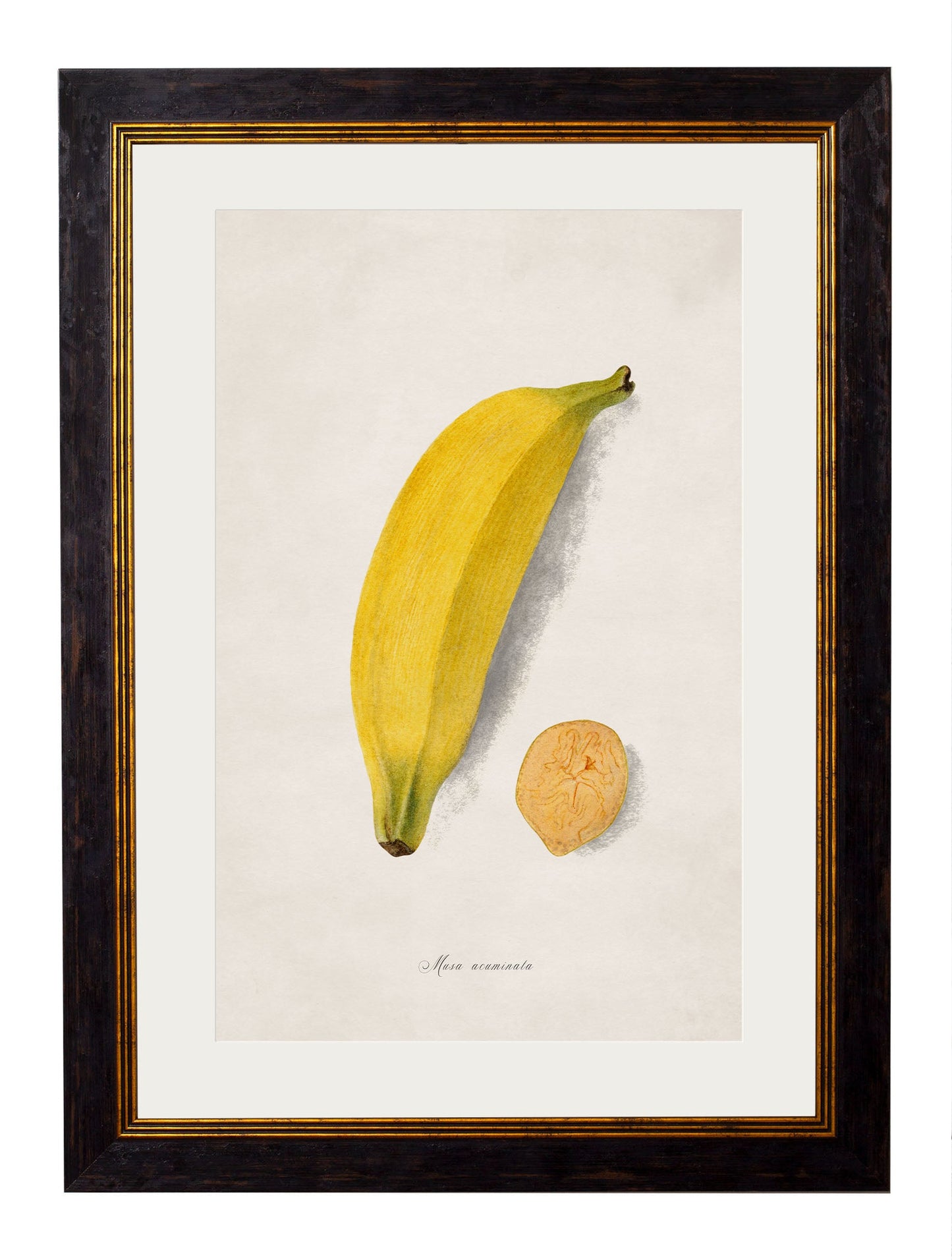 c.1886 Studies of Fruit styled view – Leya Buster Interiors