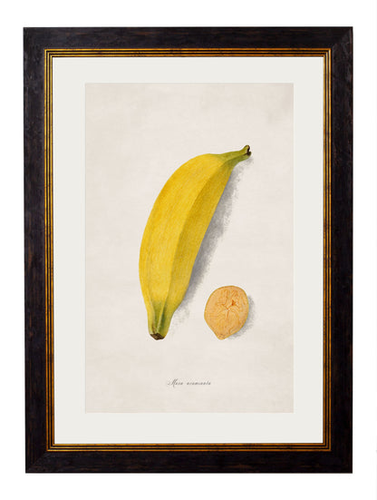 c.1886 Studies of Fruit styled view – Leya Buster Interiors
