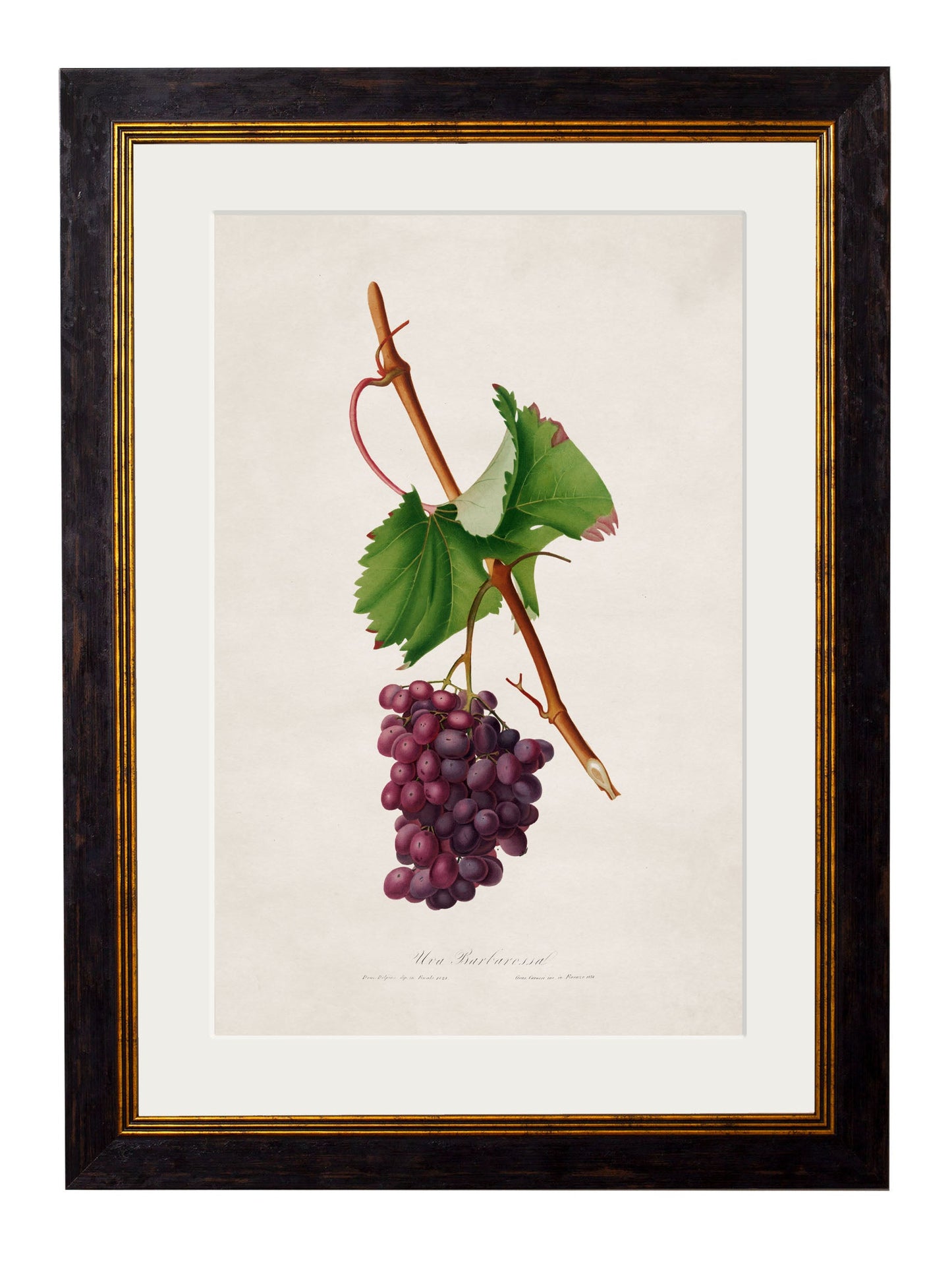 c.1817 Collection of Botanical Grapes styled view – Leya Buster Interiors