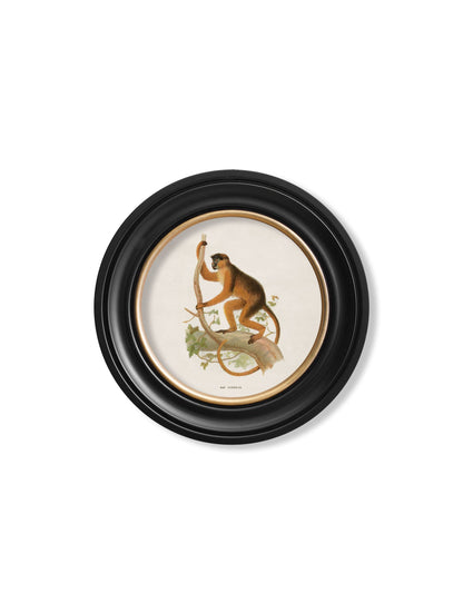 c.1910 Collection of Primates in Round Frames styled view – Leya Buster Interiors