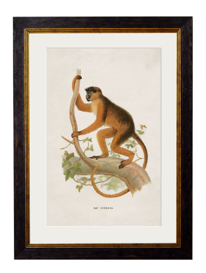 c.1910 Collection of Primates styled view – Leya Buster Interiors