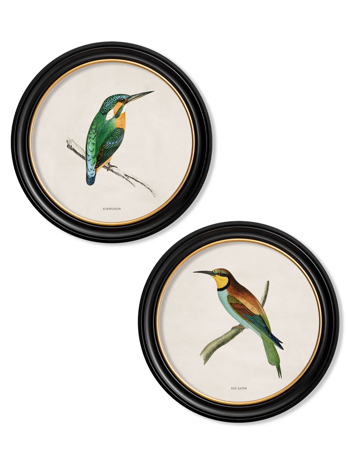 c.1870 Kingfisher and Bee Eater detail – Leya Buster Interiors