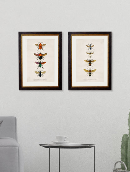 c.1892 Bees and Wasps – framed wall art at Leya Buster Interiors