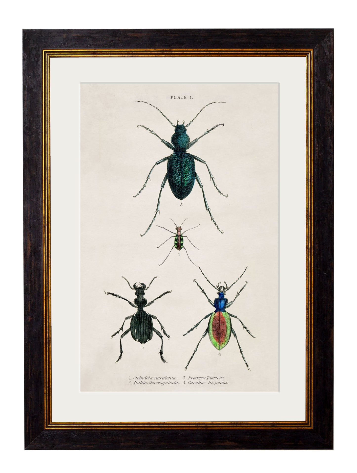 c.1836 Studies of Beetles styled view – Leya Buster Interiors