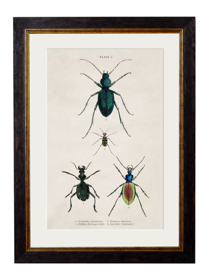 c.1836 Studies of Beetles styled view – Leya Buster Interiors