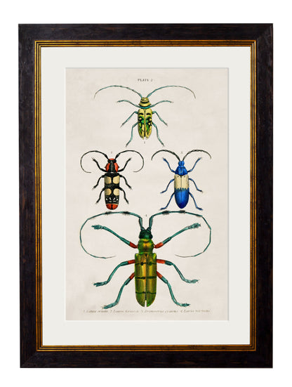 c.1836 Studies of Beetles styled view – Leya Buster Interiors