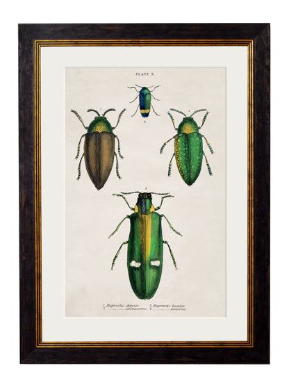 c.1836 Studies of Beetles styled view – Leya Buster Interiors