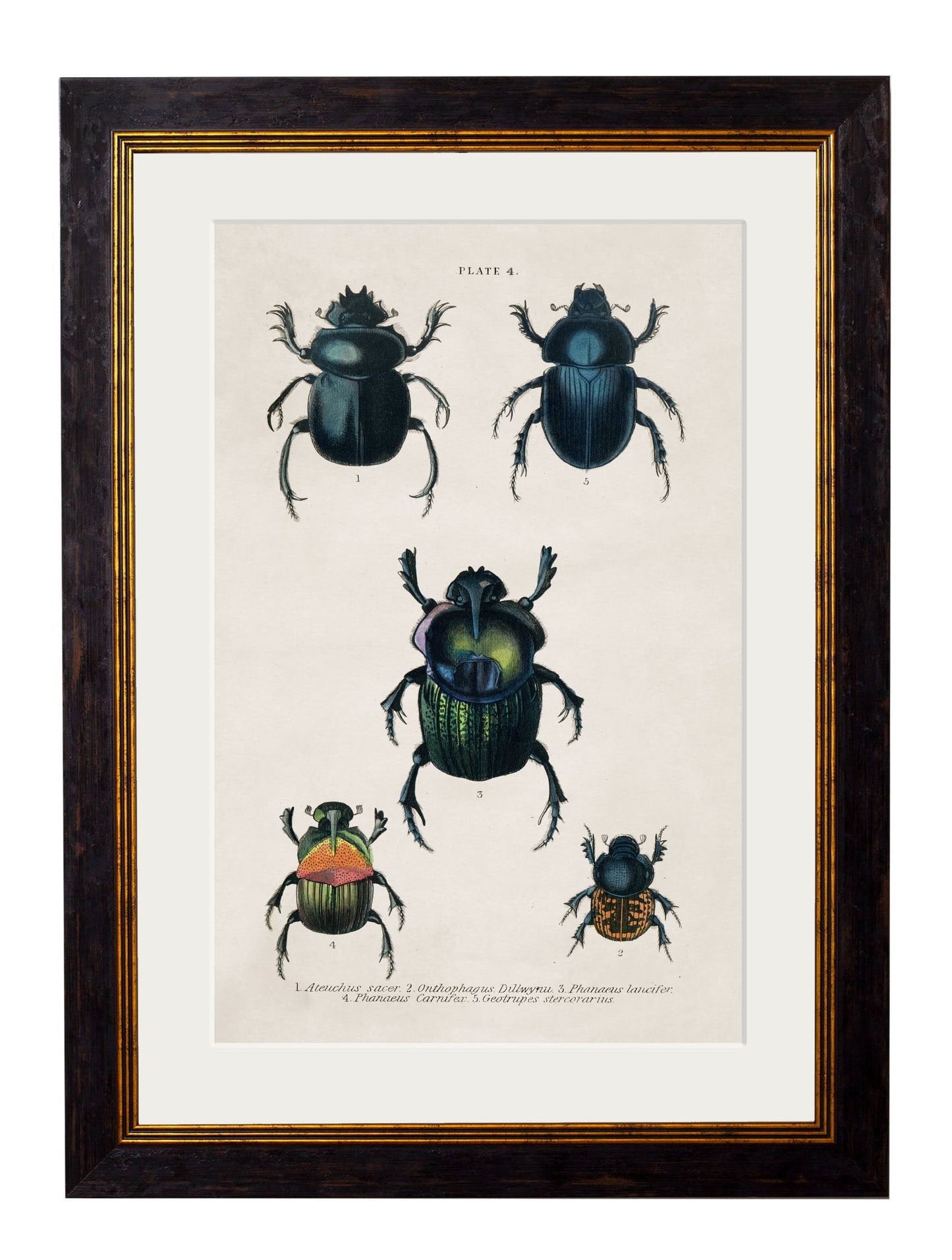 c.1836 Studies of Beetles styled view – Leya Buster Interiors