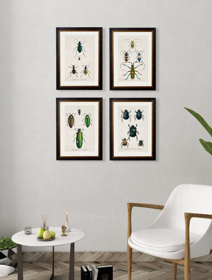 c.1836 Studies of Beetles – framed wall art at Leya Buster Interiors