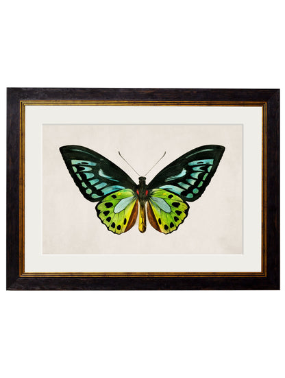 c.1836 Tropical Butterflies styled view – Leya Buster Interiors