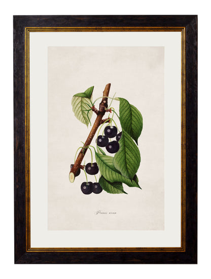 c.1886 Study of Berries & Cherries styled view – Leya Buster Interiors