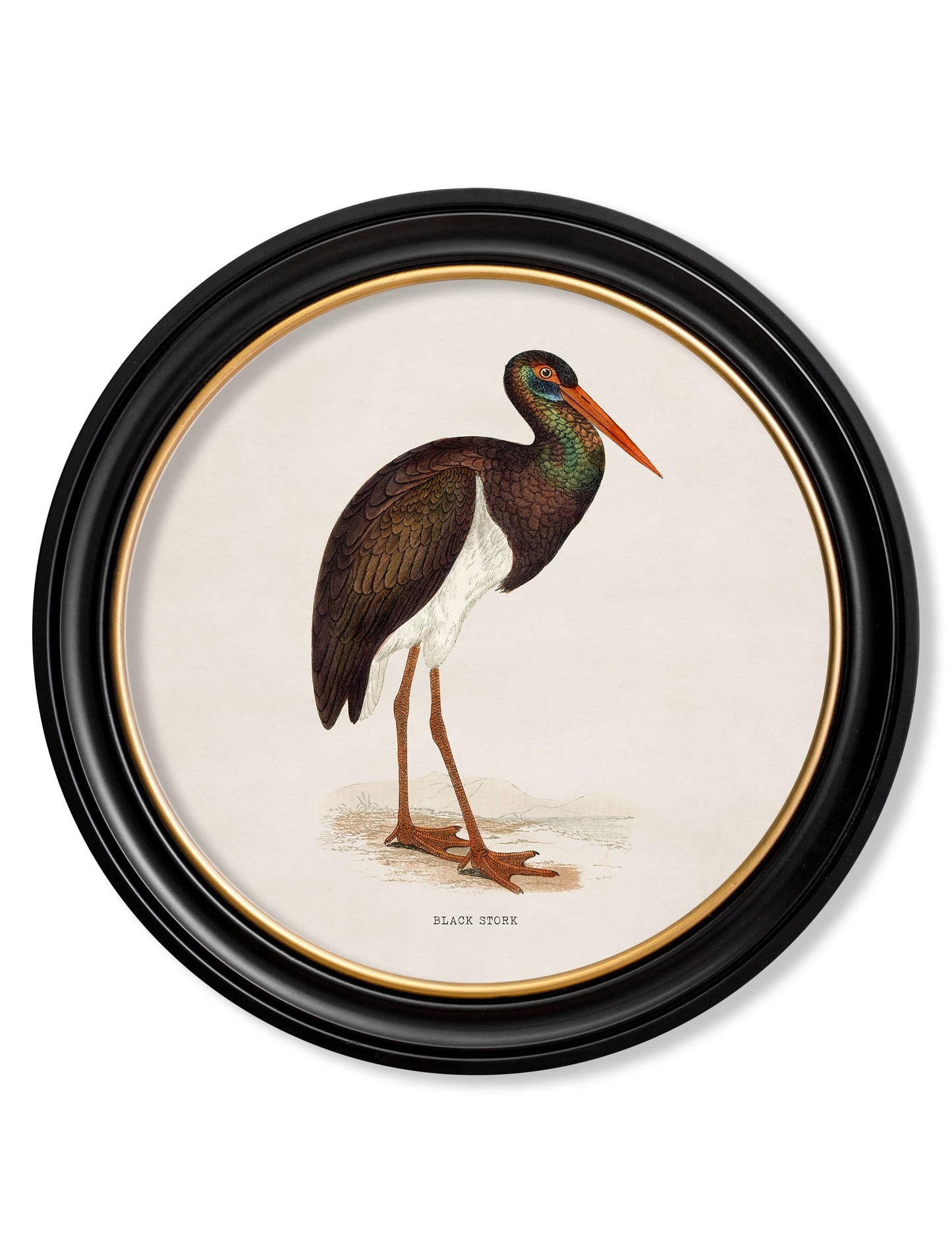 c.1870 Wading Birds in Round Frames styled view – Leya Buster Interiors