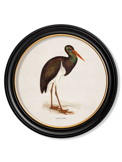 c.1870 Wading Birds in Round Frames styled view – Leya Buster Interiors