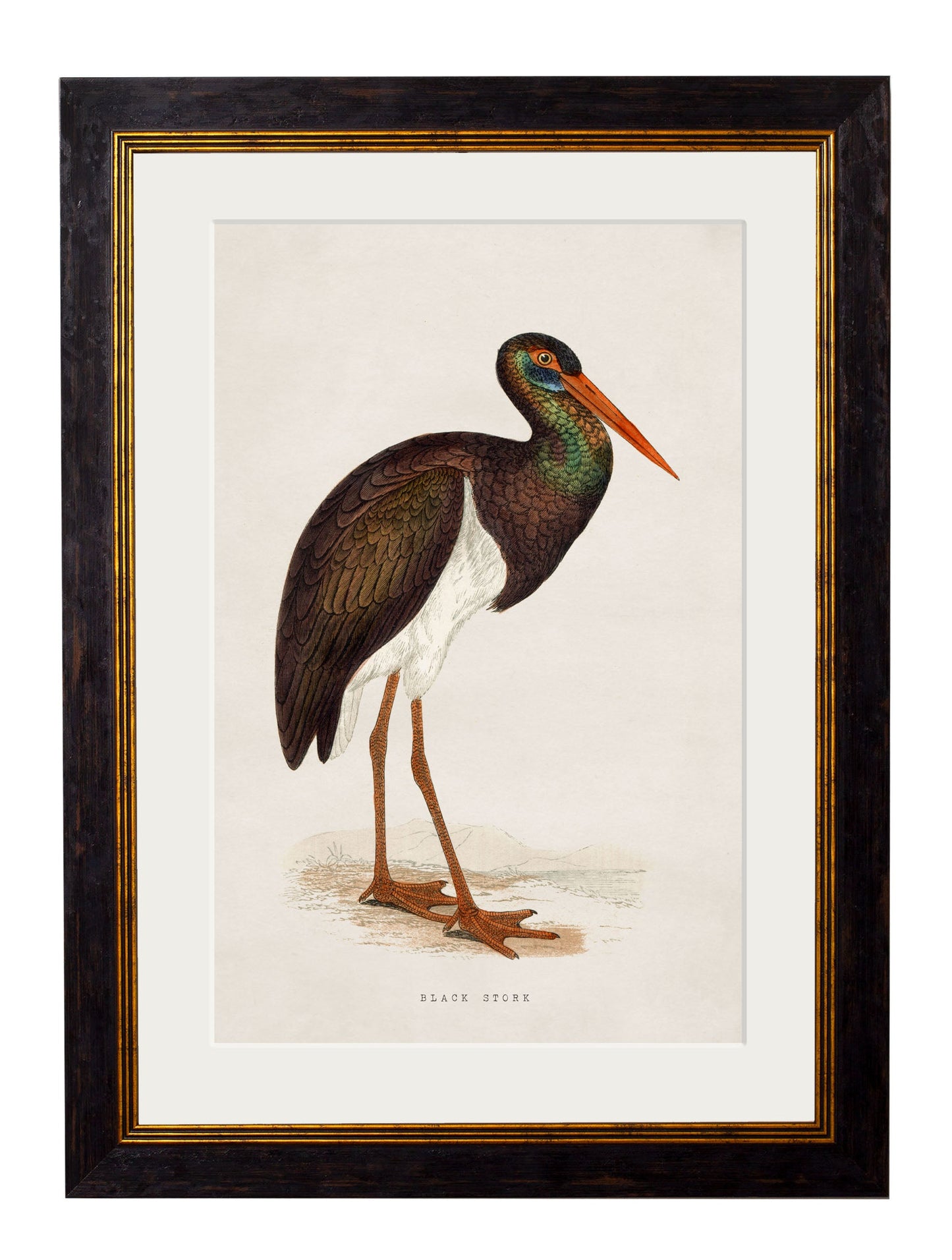 c.1850's British Wading Birds styled view – Leya Buster Interiors