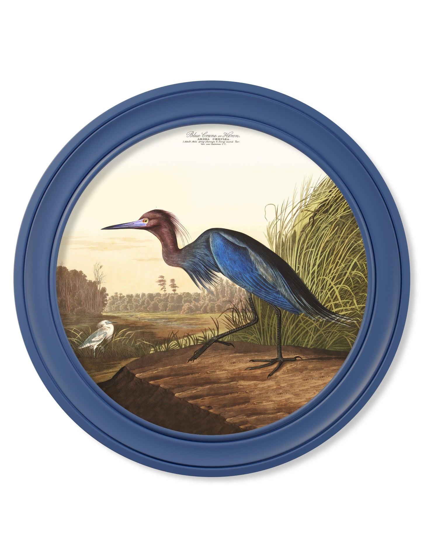 c.1838 Audubon's Blue Heron in Blue Frame detail – Leya Buster Interiors