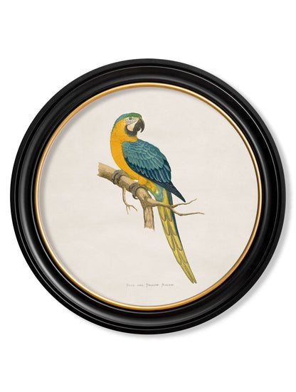 C.1884 Collection of Macaws in Round Frames styled view – Leya Buster Interiors