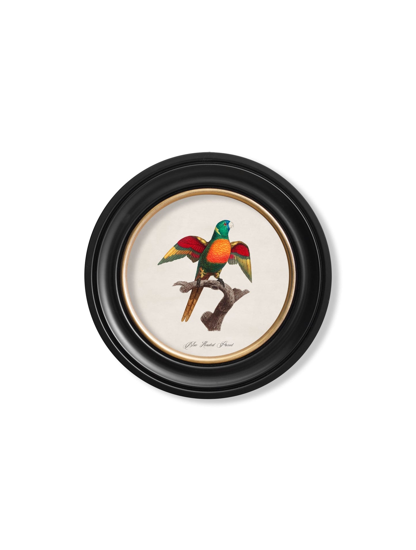 C.1800's Collection of Parrots in Round Frames 2 – framed wall art at Leya Buster Interiors