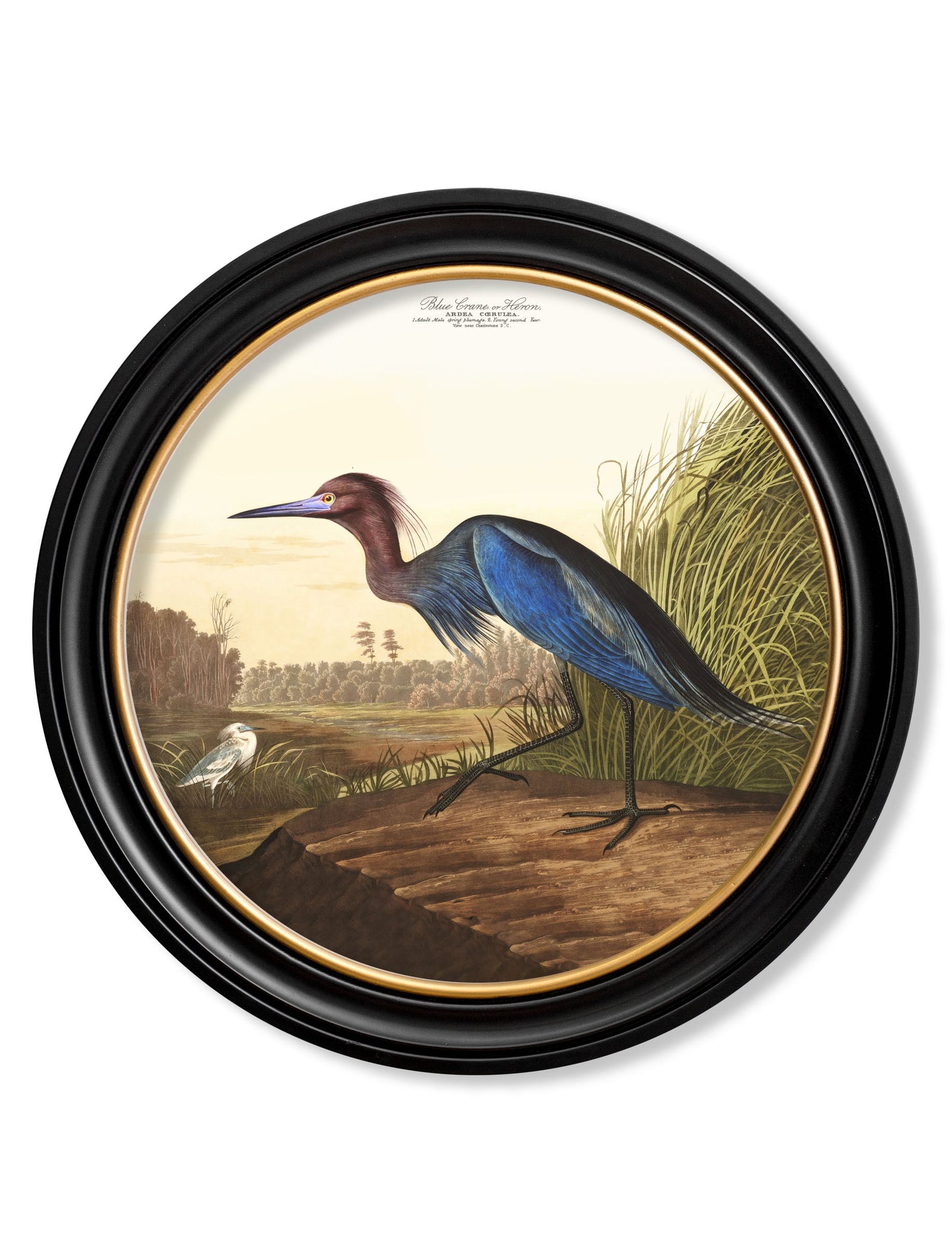 c.1838 Audubon's Herons in Round Frames styled view – Leya Buster Interiors