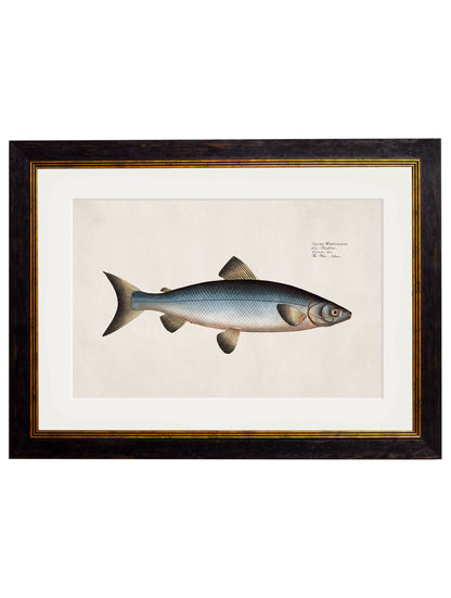 c.1785 Studies of Salmon styled view – Leya Buster Interiors