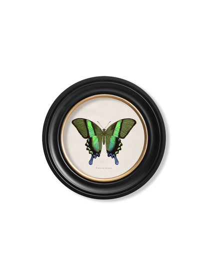 c.1835 Tropical Butterflies – Round Frames styled view – Leya Buster Interiors