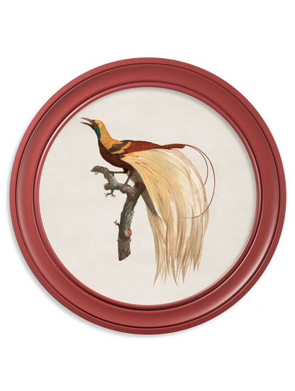c.1809 Birds of Paradise – Round Frames Red styled view – Leya Buster Interiors