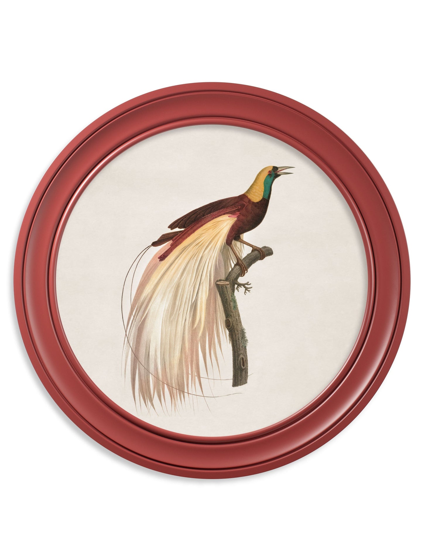 c.1809 Birds of Paradise – Round Frames Red styled view – Leya Buster Interiors