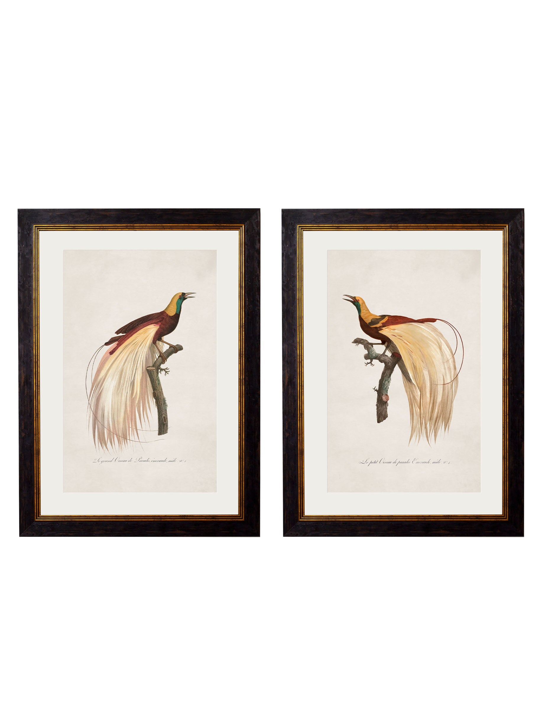c.1809 Birds of Paradise detail – Leya Buster Interiors