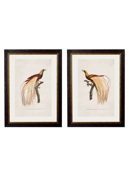 c.1809 Birds of Paradise detail – Leya Buster Interiors