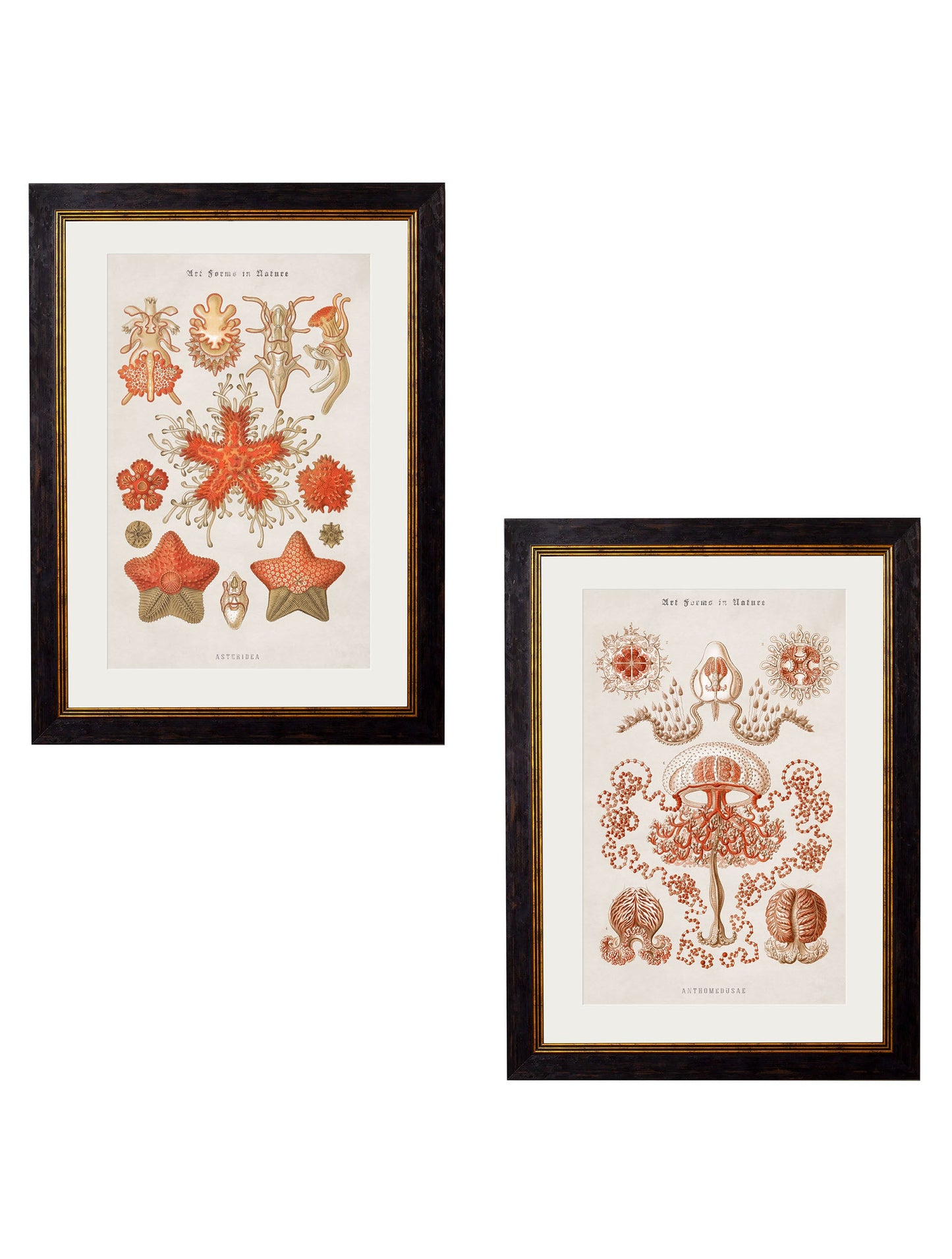 c.1904 Haeckel Marine Animals detail – Leya Buster Interiors