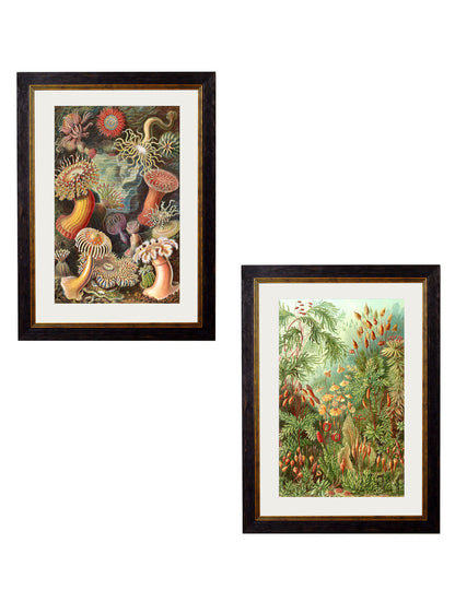 c.1904 Haeckel Flora detail – Leya Buster Interiors