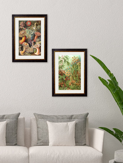 c.1904 Haeckel Flora – framed wall art at Leya Buster Interiors
