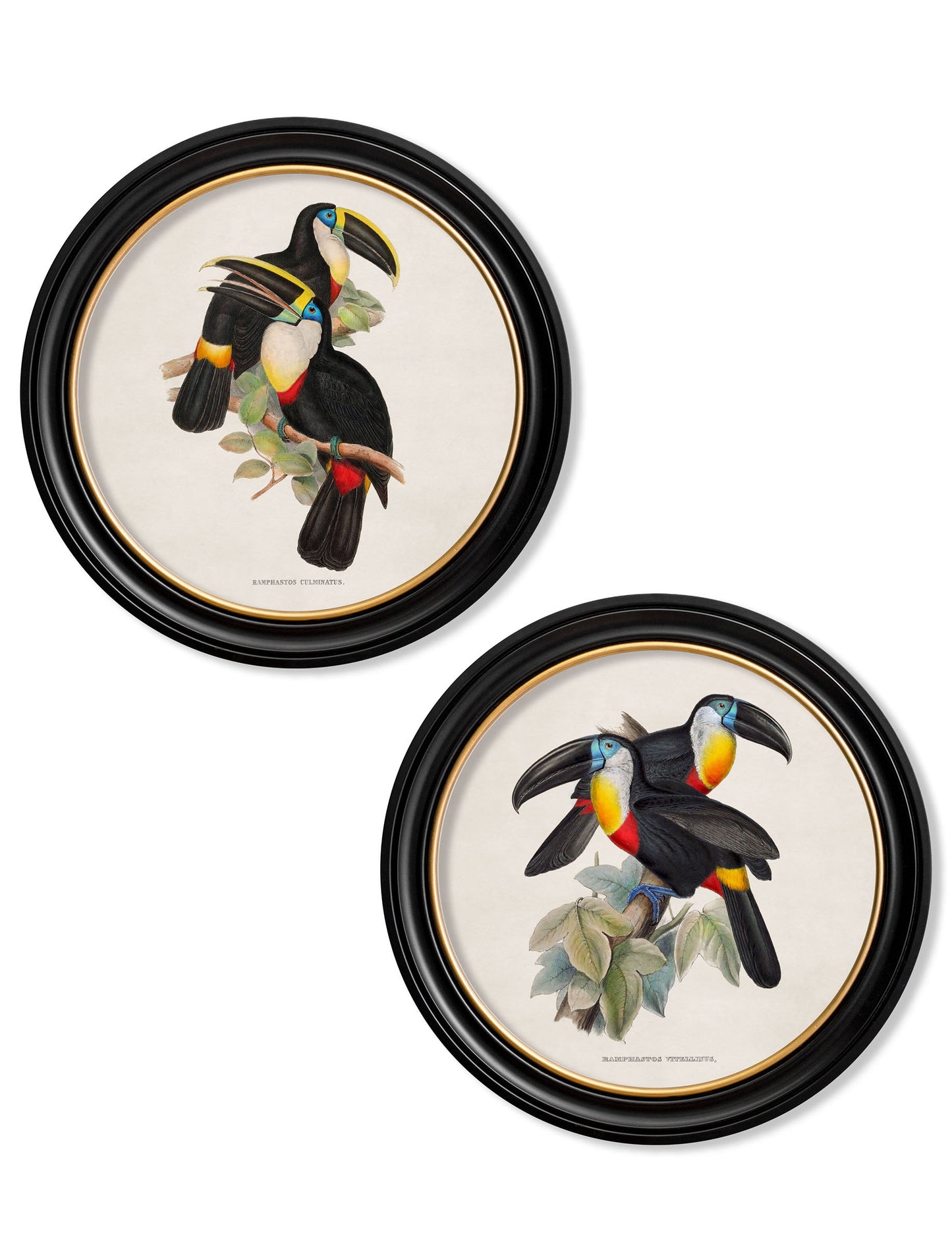 c.1848 Toucans – Round Frames detail – Leya Buster Interiors