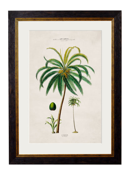 c.1843 Studies of South American Palm Trees styled view – Leya Buster Interiors