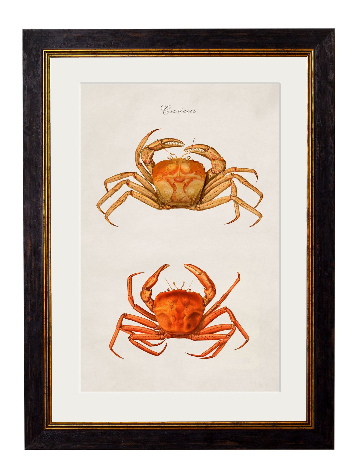 c.1876 Collection of Marine Animals styled view – Leya Buster Interiors