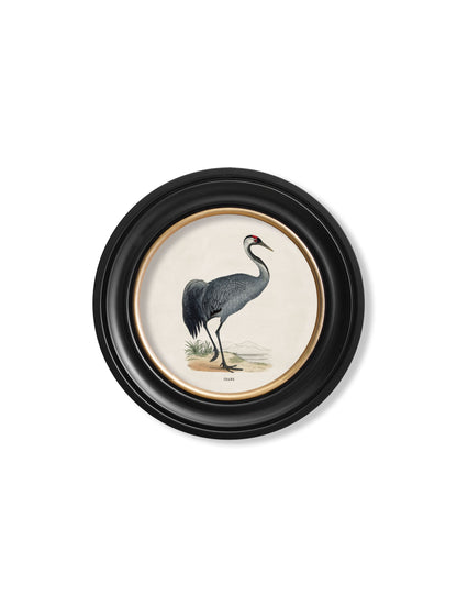 c.1870 Wading Birds in Round Frames styled view – Leya Buster Interiors