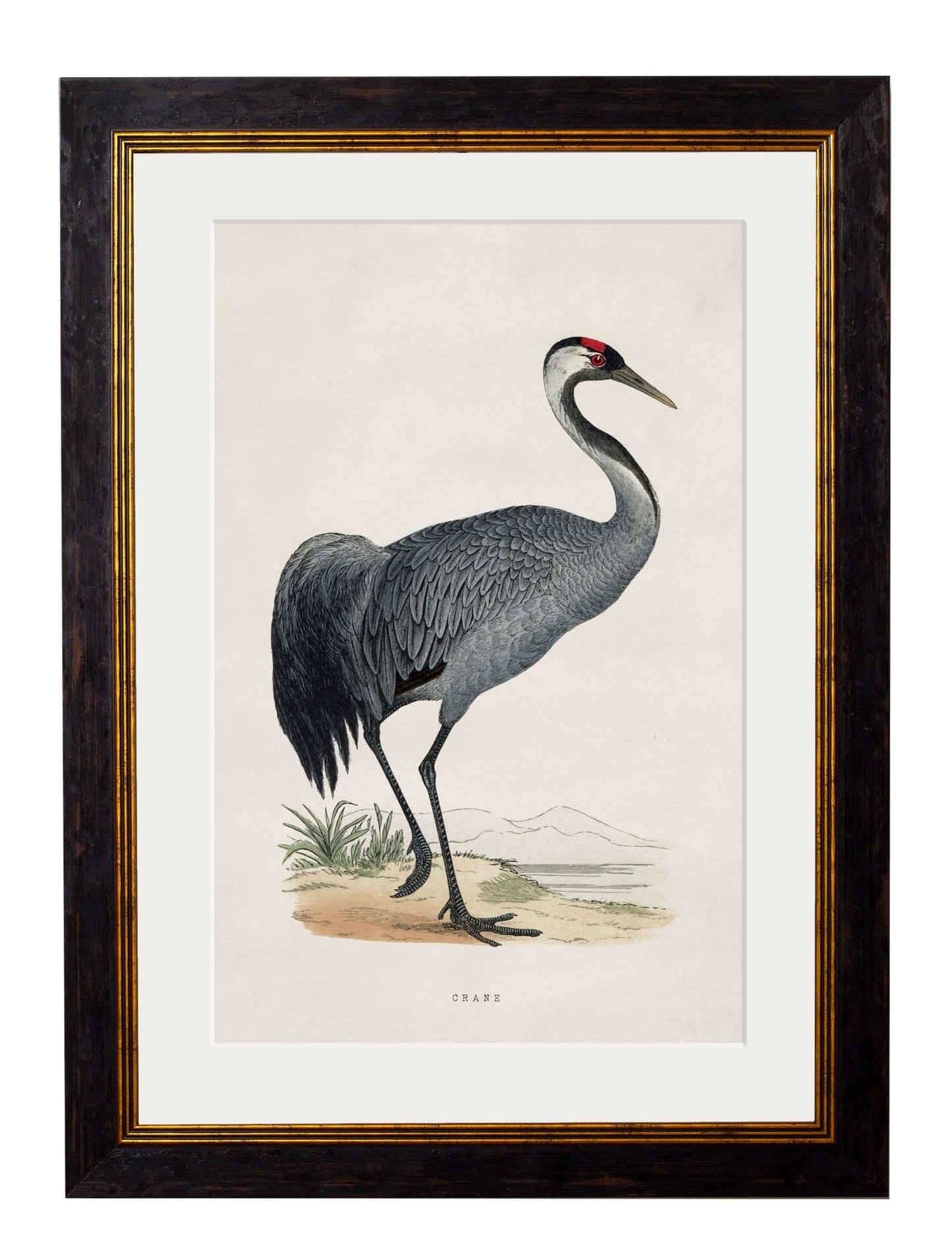 c.1850's British Wading Birds styled view – Leya Buster Interiors