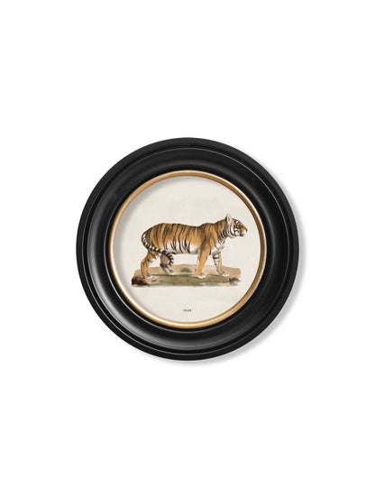 Tiger Round Framed Picture detail – Leya Buster Interiors