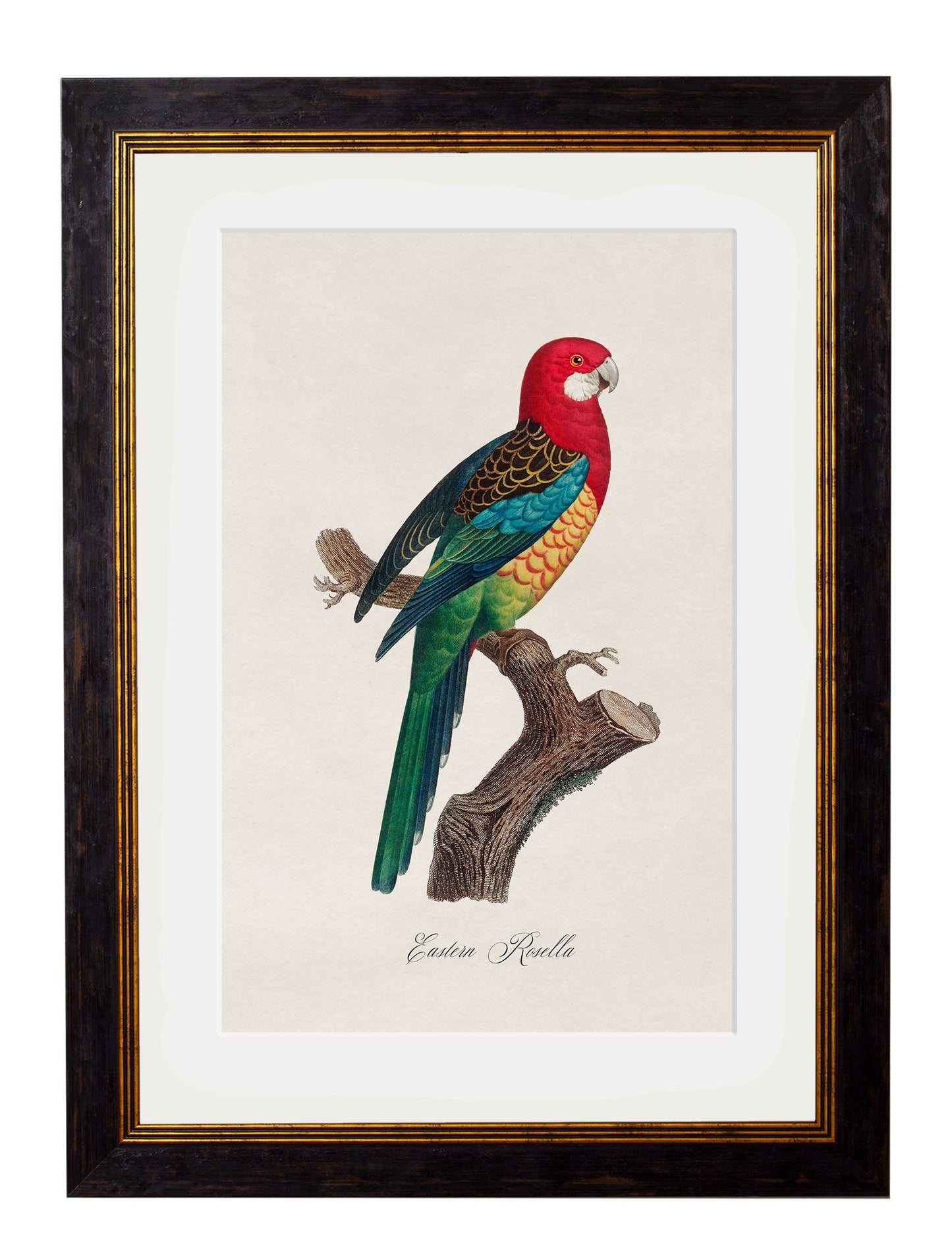 C.1800's Collection of Parrots styled view – Leya Buster Interiors