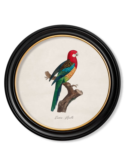 C.1800's Collection of Parrots in Round Frames 1 styled view – Leya Buster Interiors