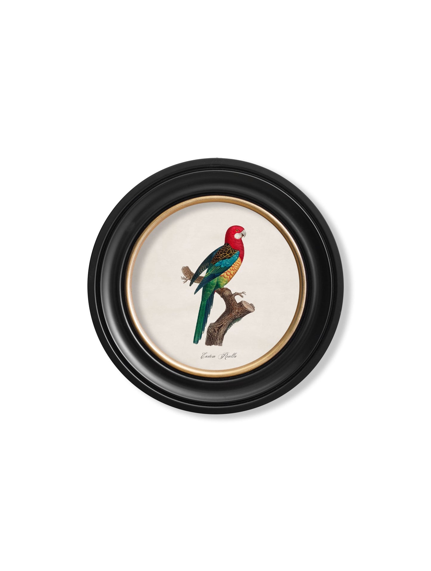 C.1800's Collection of Parrots in Round Frames 1 styled view – Leya Buster Interiors