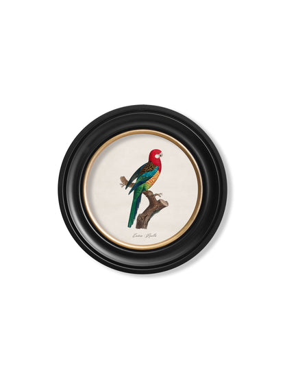 C.1800's Collection of Parrots in Round Frames 1 styled view – Leya Buster Interiors